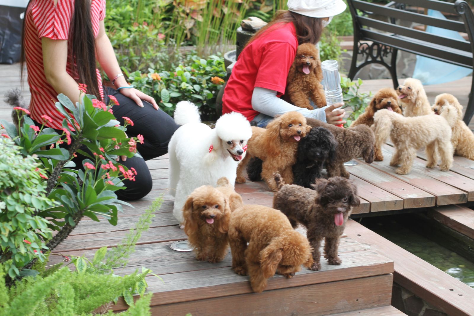 adult teacup poodles for sale