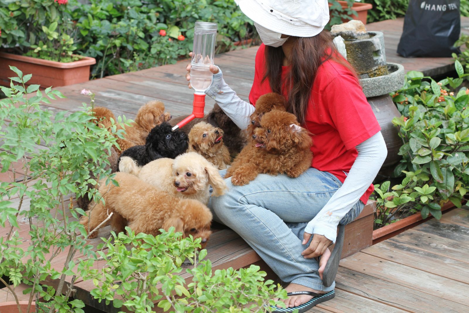 toy poodle breeder